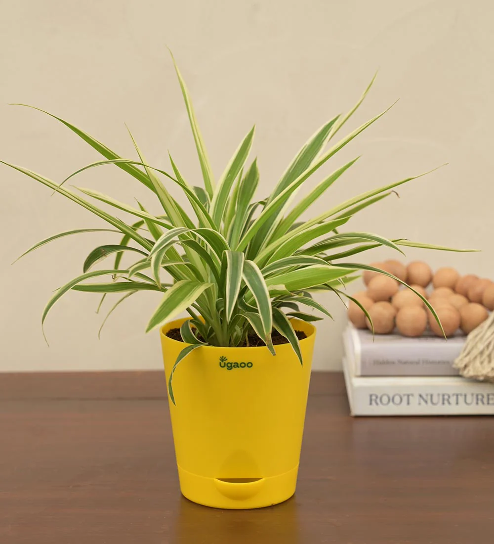 Spider Plant Gift Hamper - Image 3