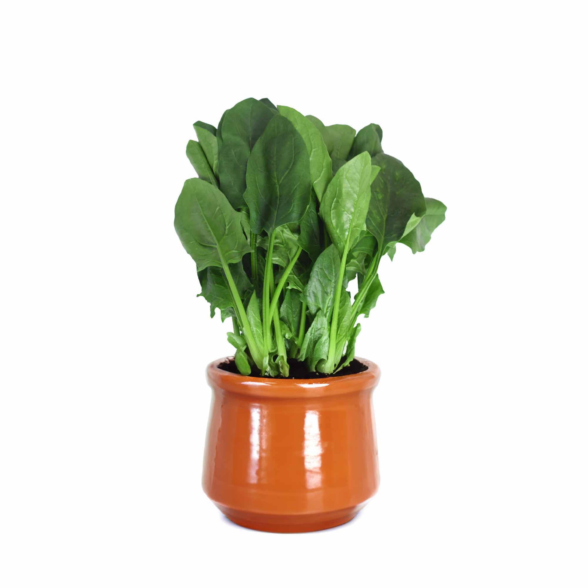 Spinach Seeds (Palak) - Image 27