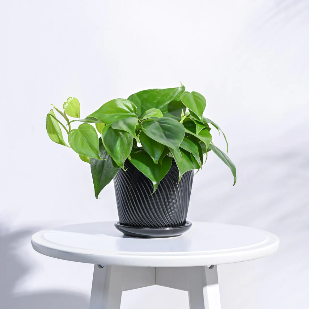 Spiro Ceramic Pot - Image 12