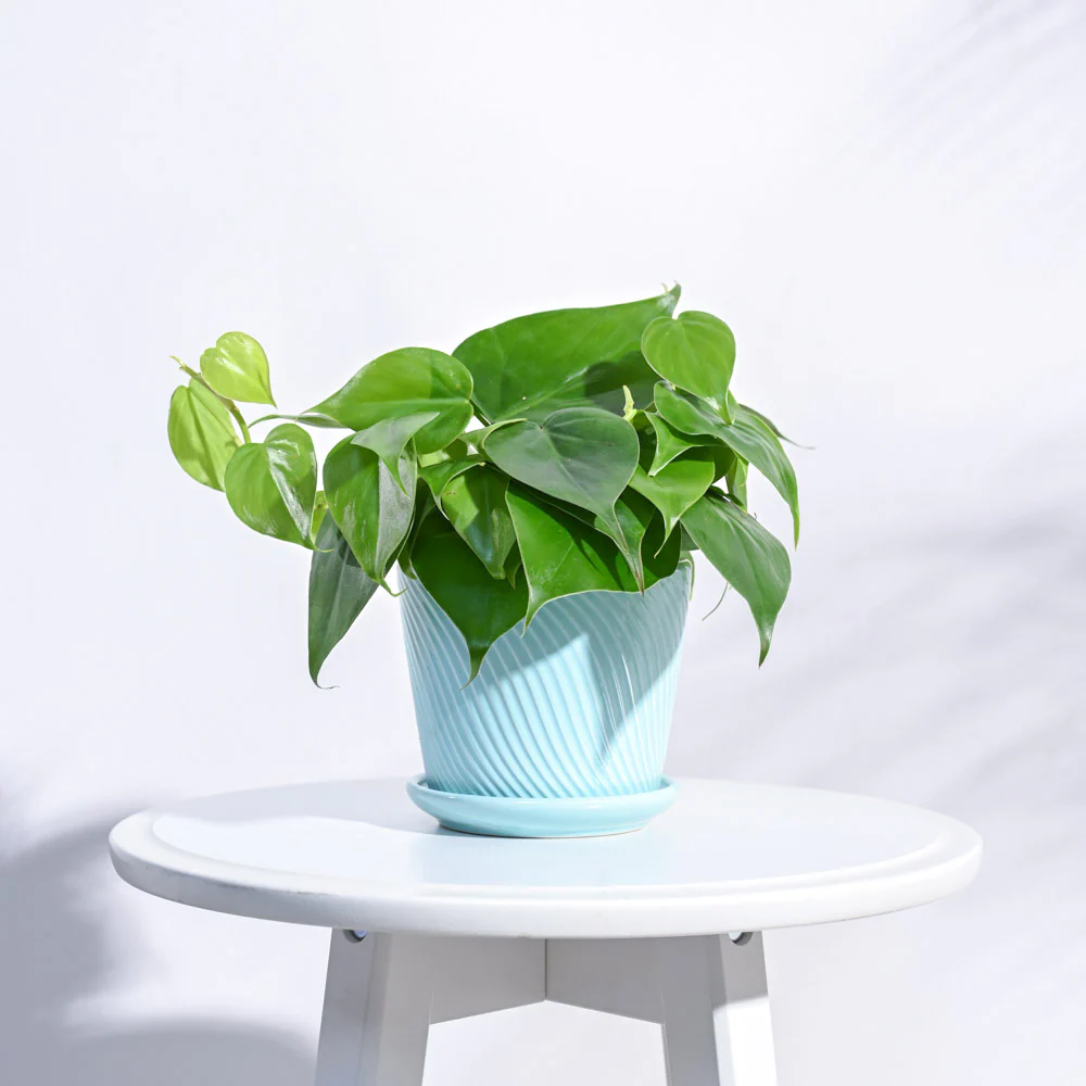 Spiro Ceramic Pot - Image 17