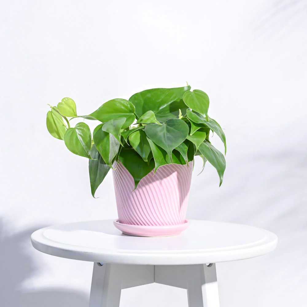 Spiro Ceramic Pot - Image 22
