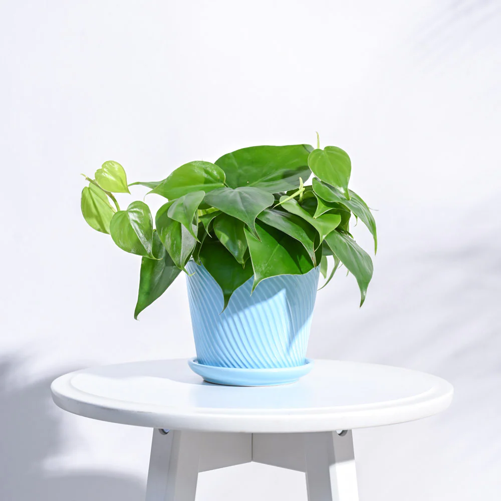 Spiro Ceramic Pot - Image 27