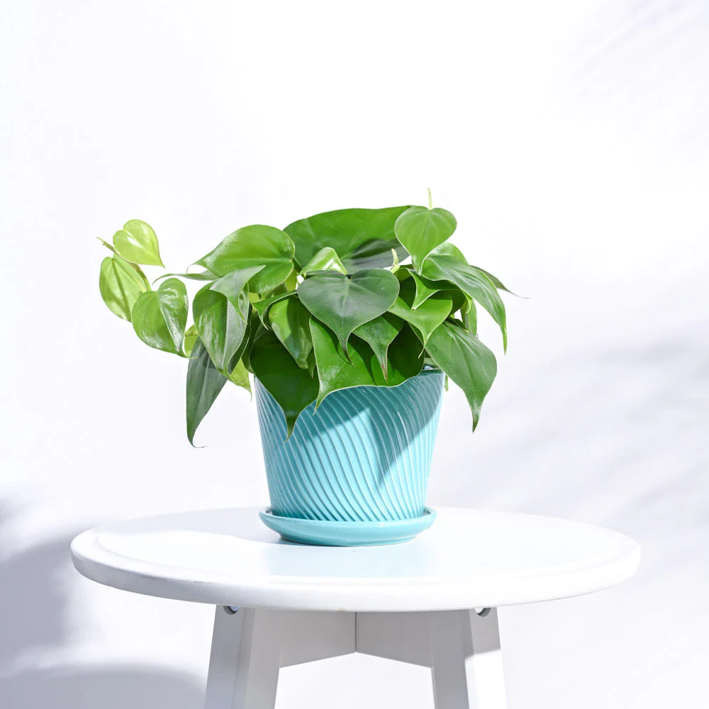 Spiro Ceramic Pot - Image 7