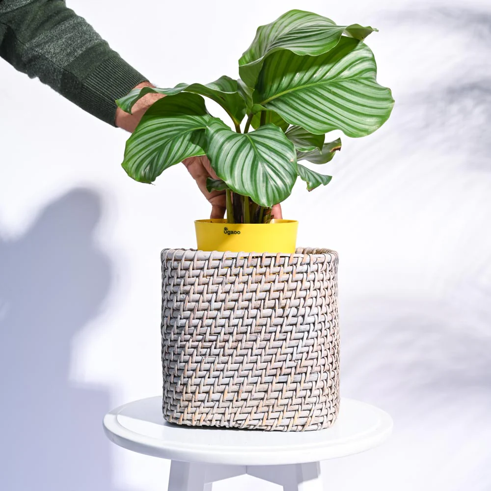 Square Cane Planter - Image 25