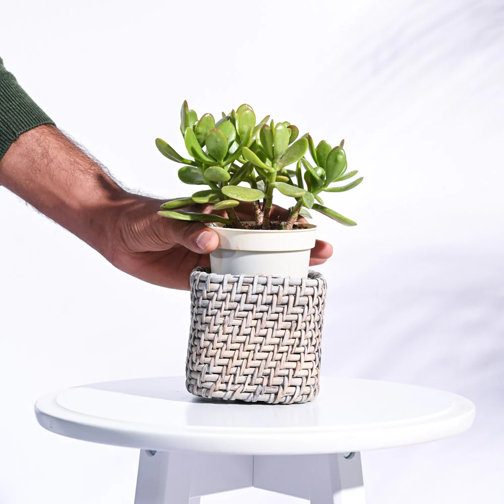 Square Cane Planter - Image 5