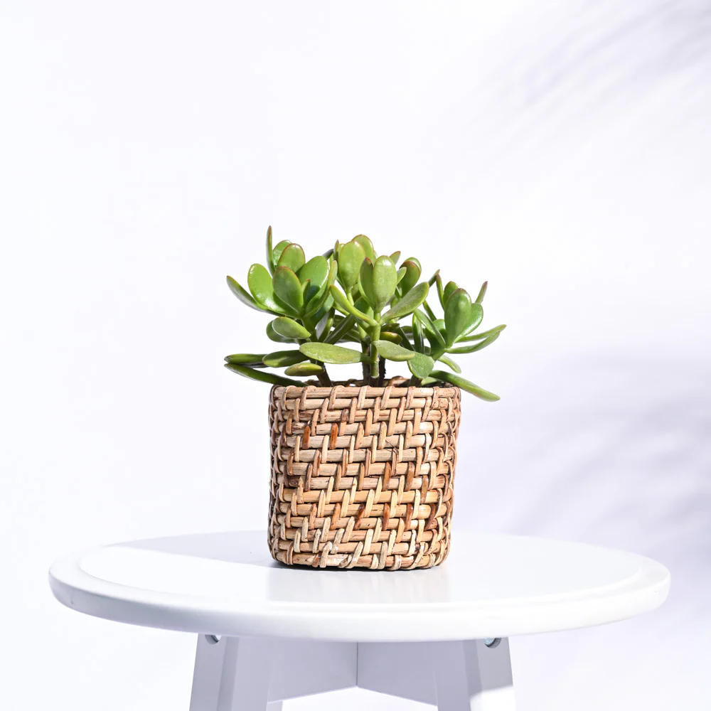 Square Cane Planter - Image 7