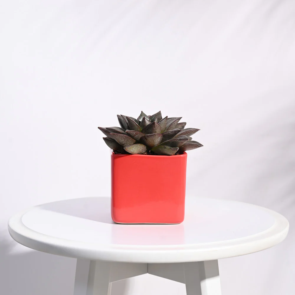 Square Ceramic Pot (3.5 Inch Width) - Image 11