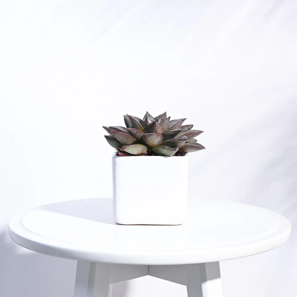 Square Ceramic Pot (3.5 Inch Width) - Image 16
