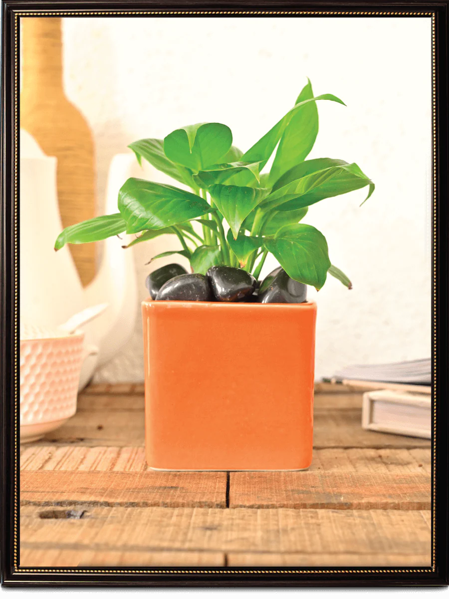 Square Ceramic Pot (3.5 Inch Width) - Image 21