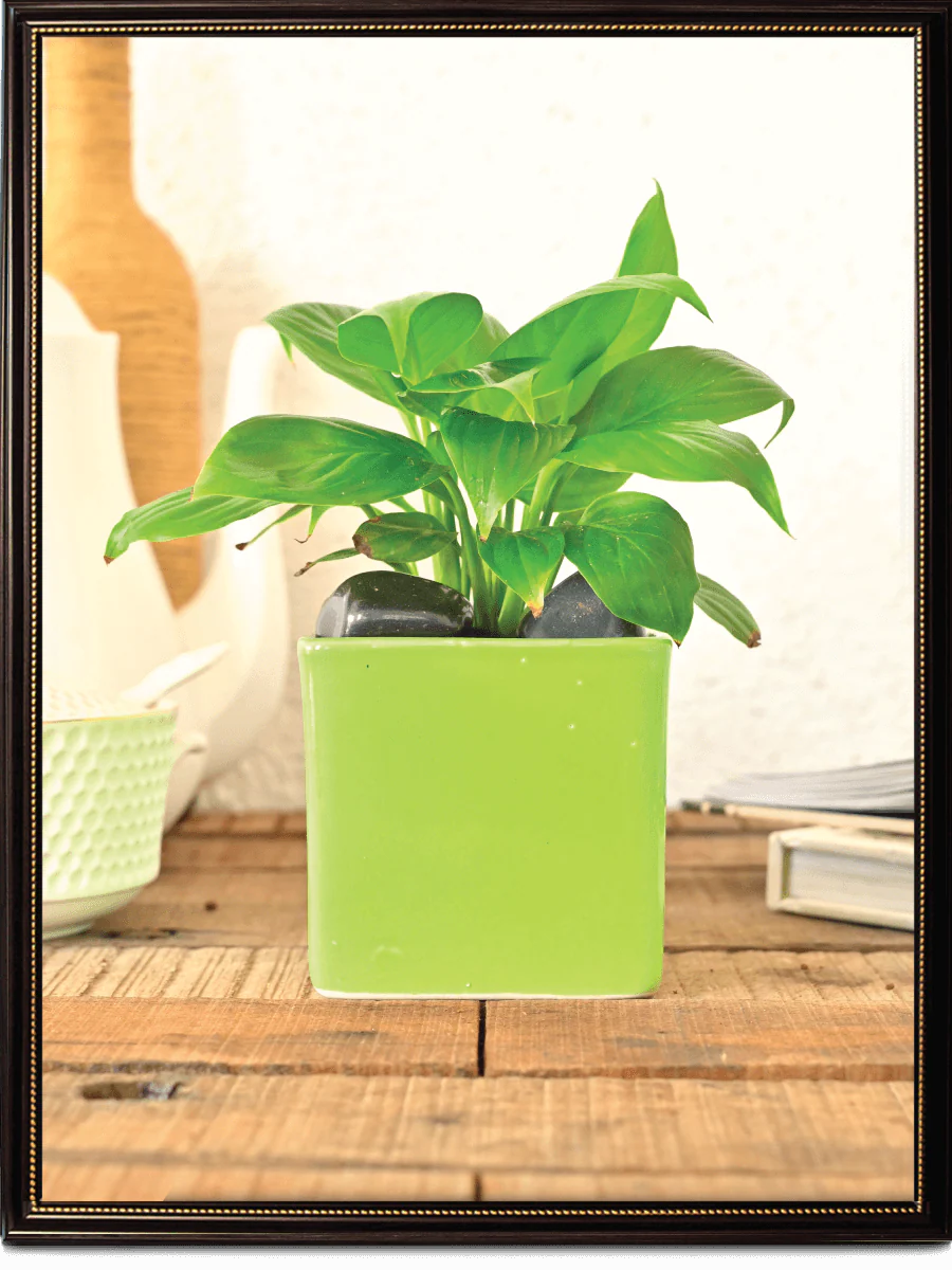 Square Ceramic Pot (3.5 Inch Width) - Image 22