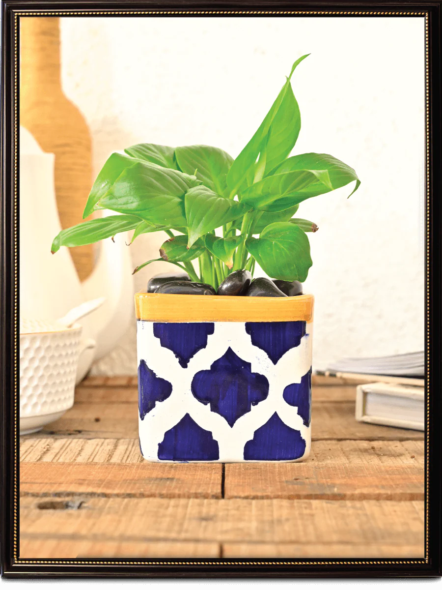 Square Ceramic Pot (3.5 Inch Width) - Image 23