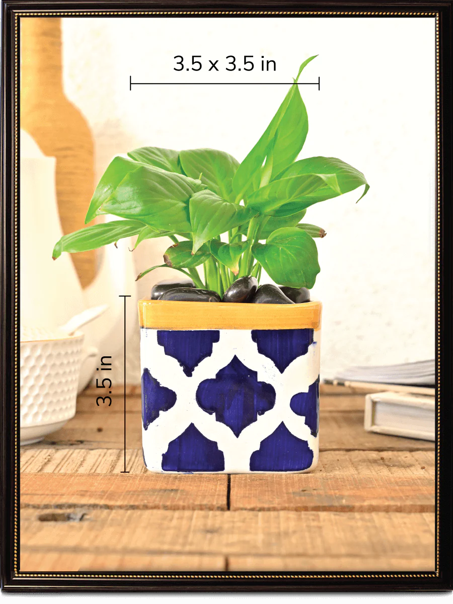 Square Ceramic Pot (3.5 Inch Width) - Image 24