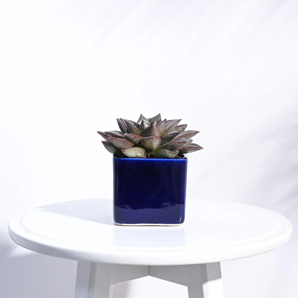 Square Ceramic Pot (3.5 Inch Width) - Image 6