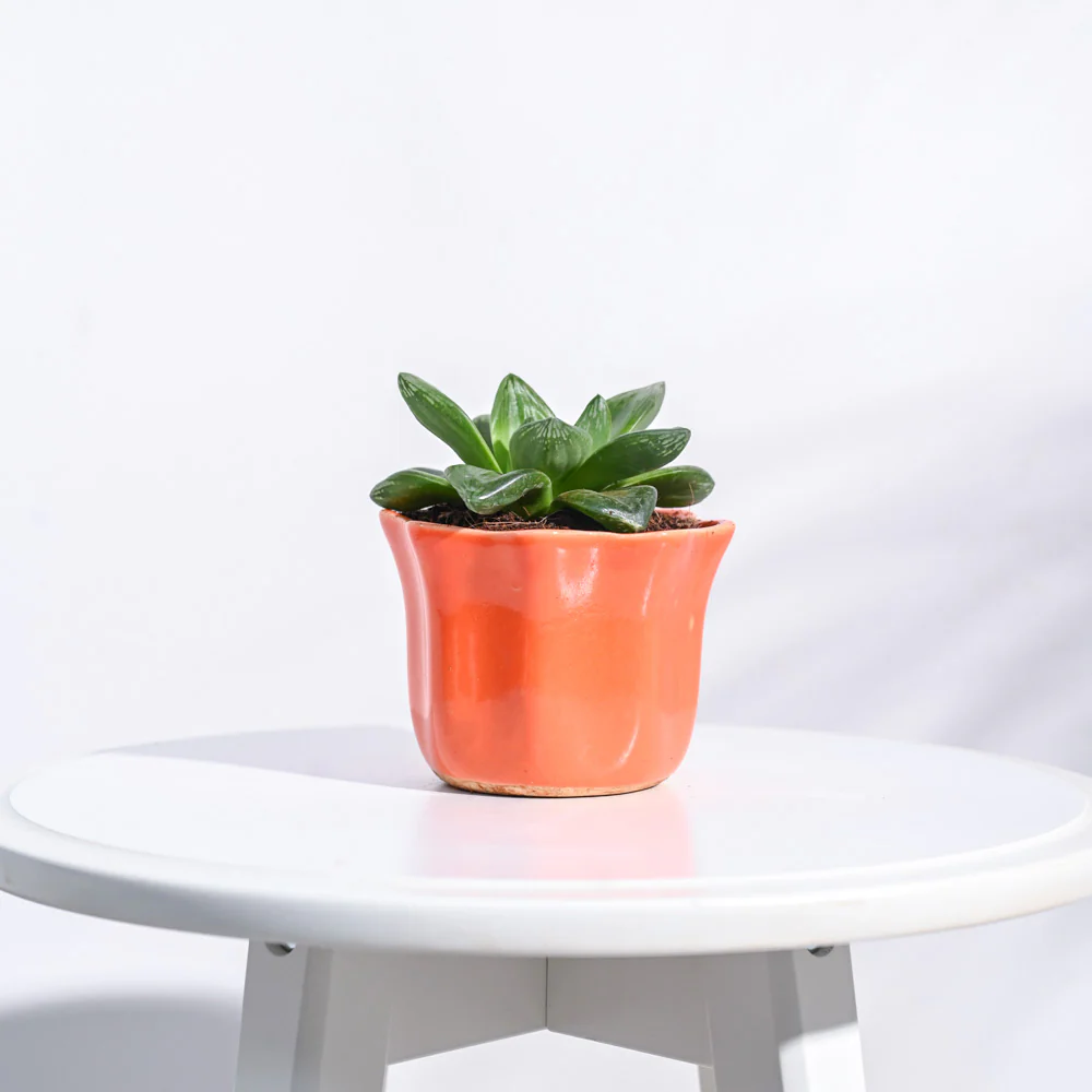 Star Ceramic Pot (4.2 Inch Width) - Image 6