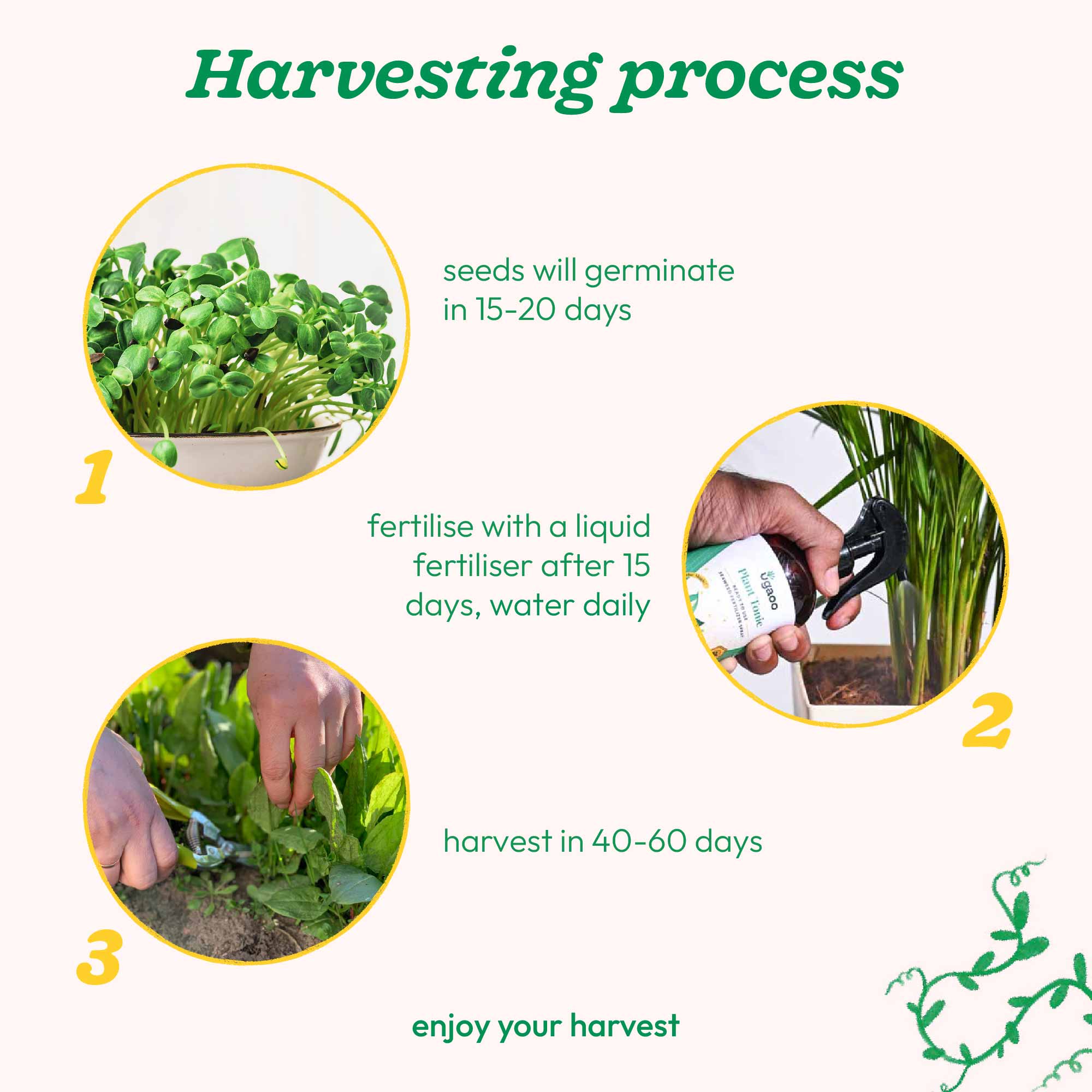 Sunflower Oil Seeds - Image 14