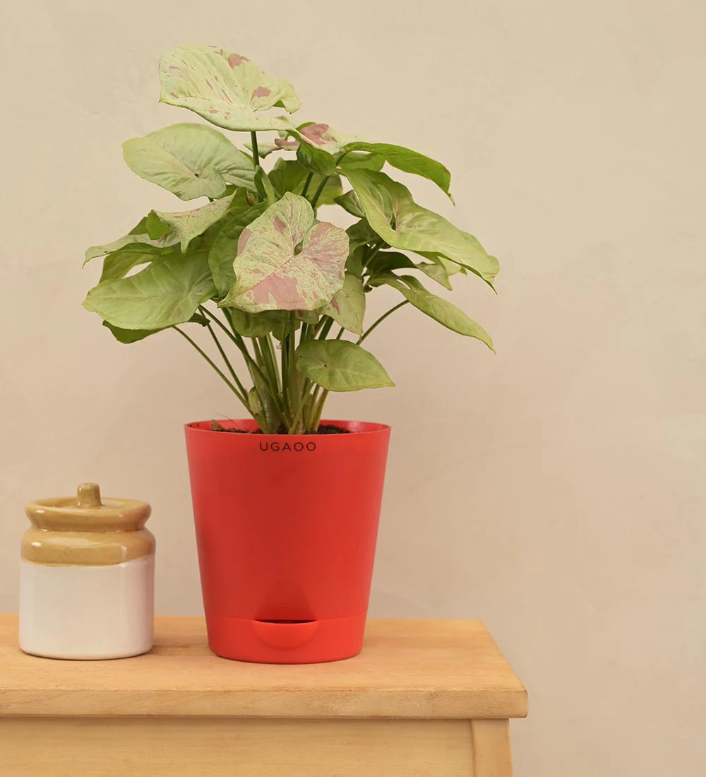 Syngonium Confetti - Image 4