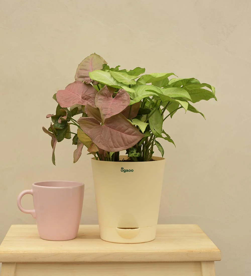 Syngonium Pink Neon and White Butterfly Plant Bouquet - Image 5
