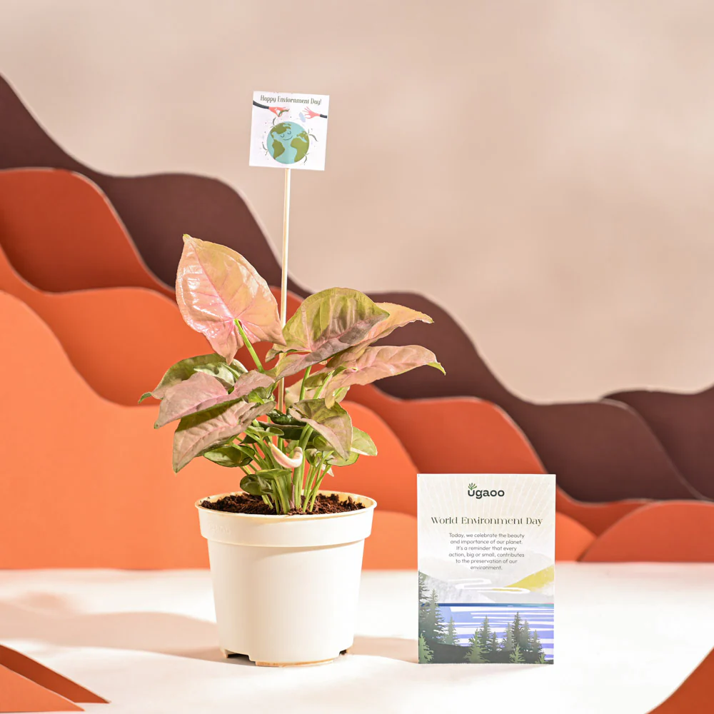 Syngonium Pink Plant For Environment Day Gifting - Image 20