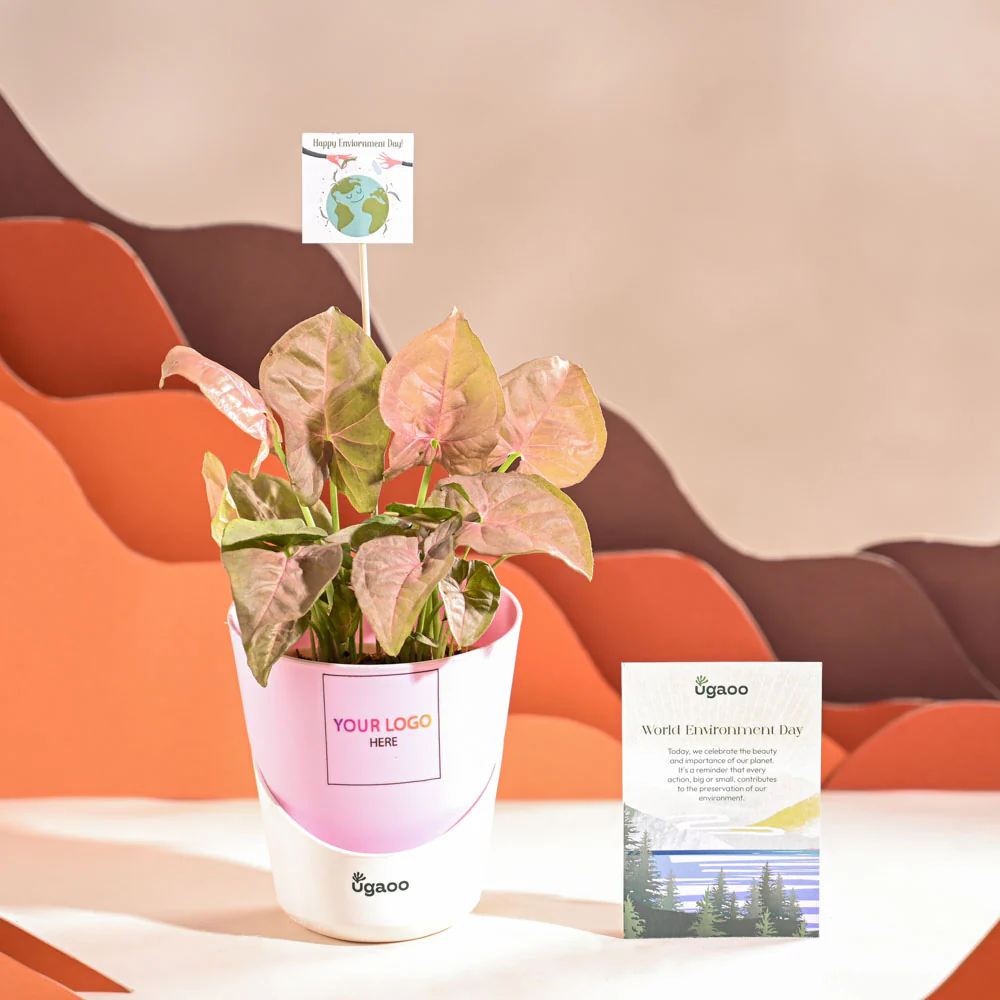 Syngonium Pink Plant For Environment Day Gifting - Image 25
