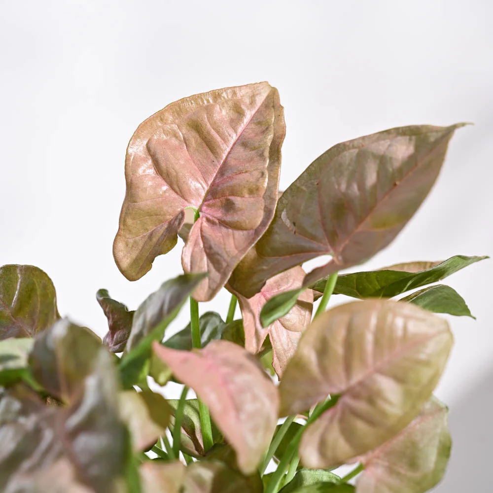 Syngonium Pink Plant For Environment Day Gifting - Image 54