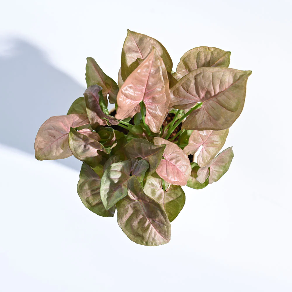 Syngonium Pink Plant with Self Watering Pot - Image 3