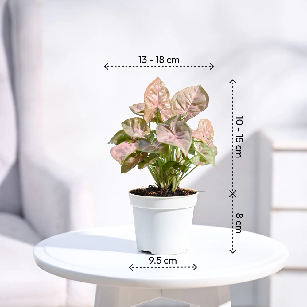 Syngonium Pink Plant with Self Watering Pot - Image 6