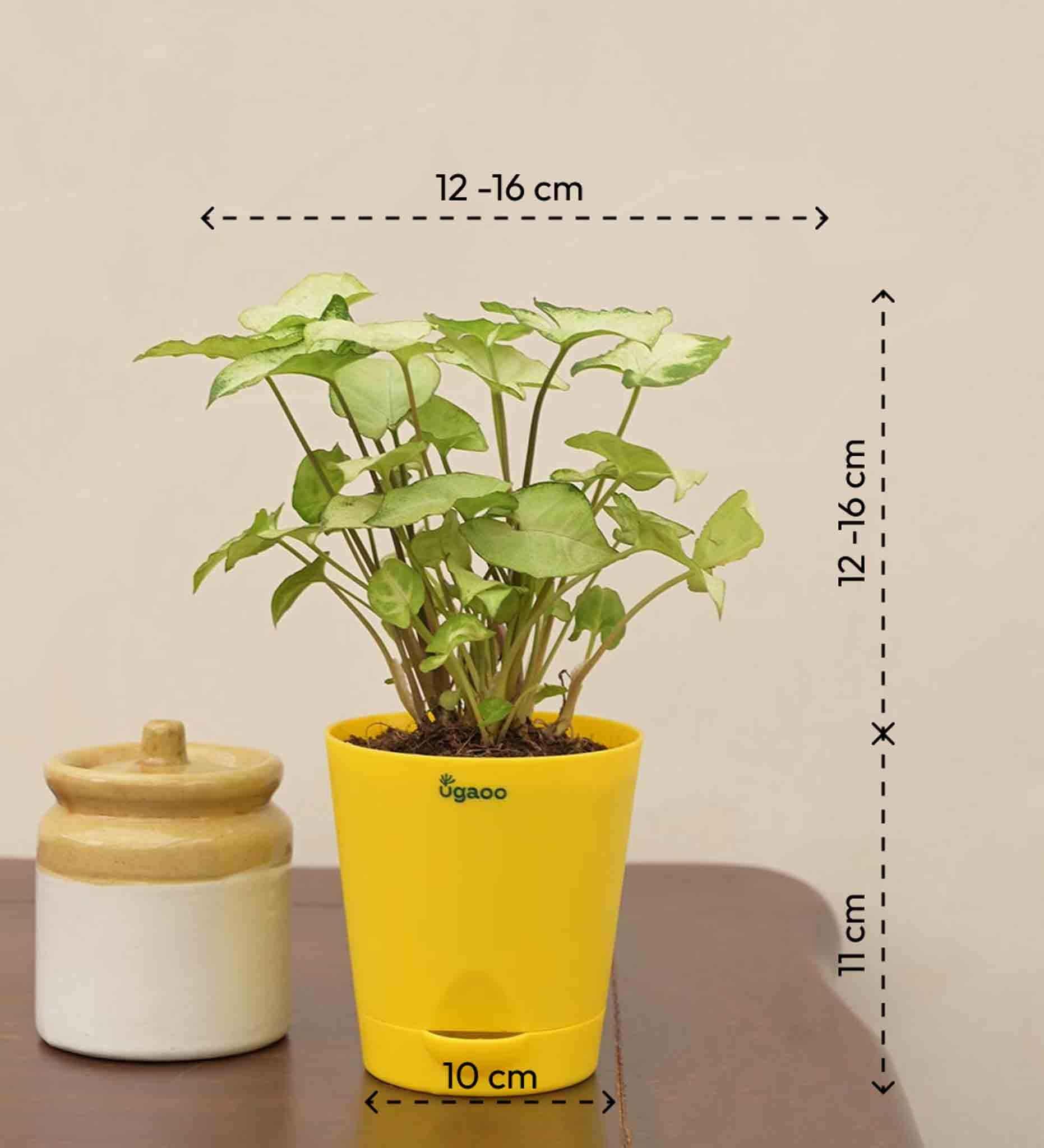 Syngonium Pixie Plant - Image 3