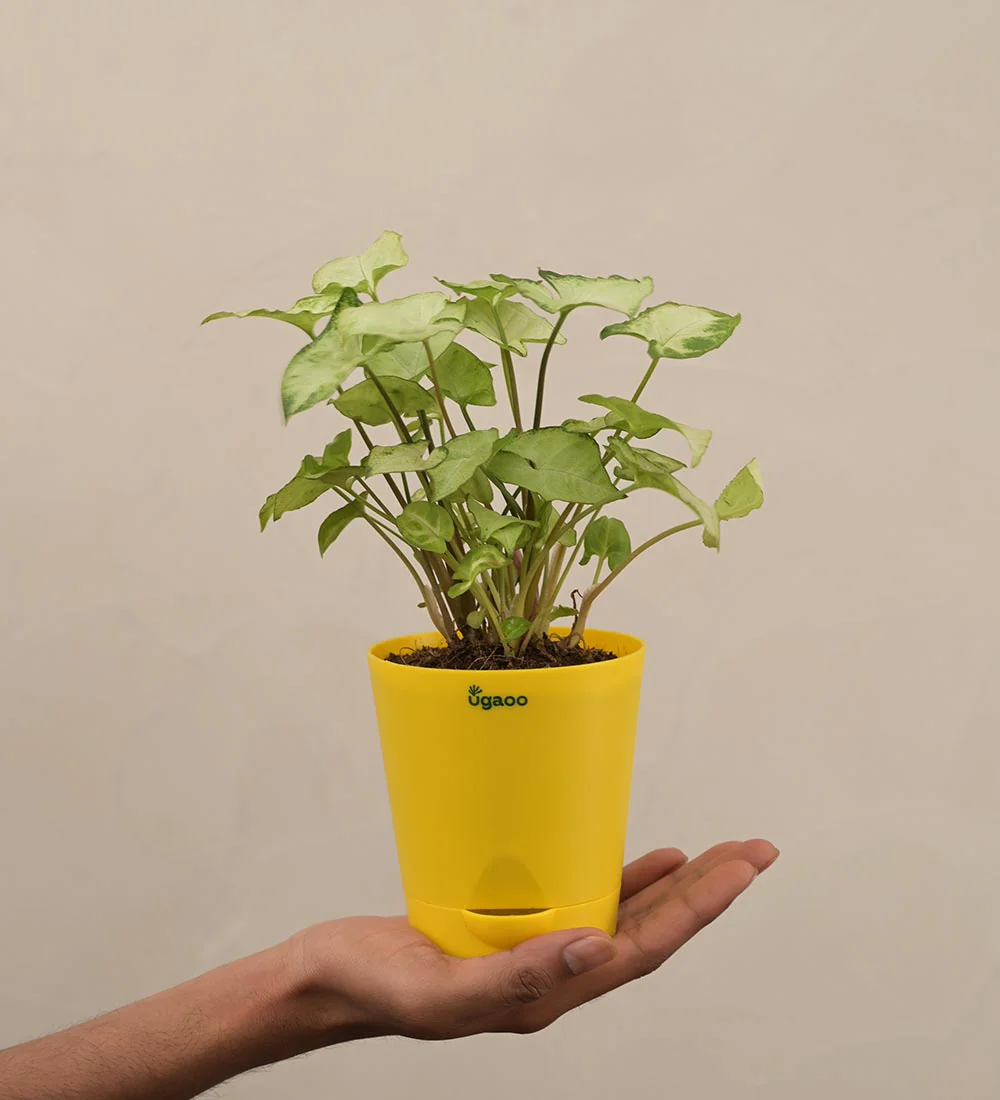 Syngonium Pixie Plant - Image 4