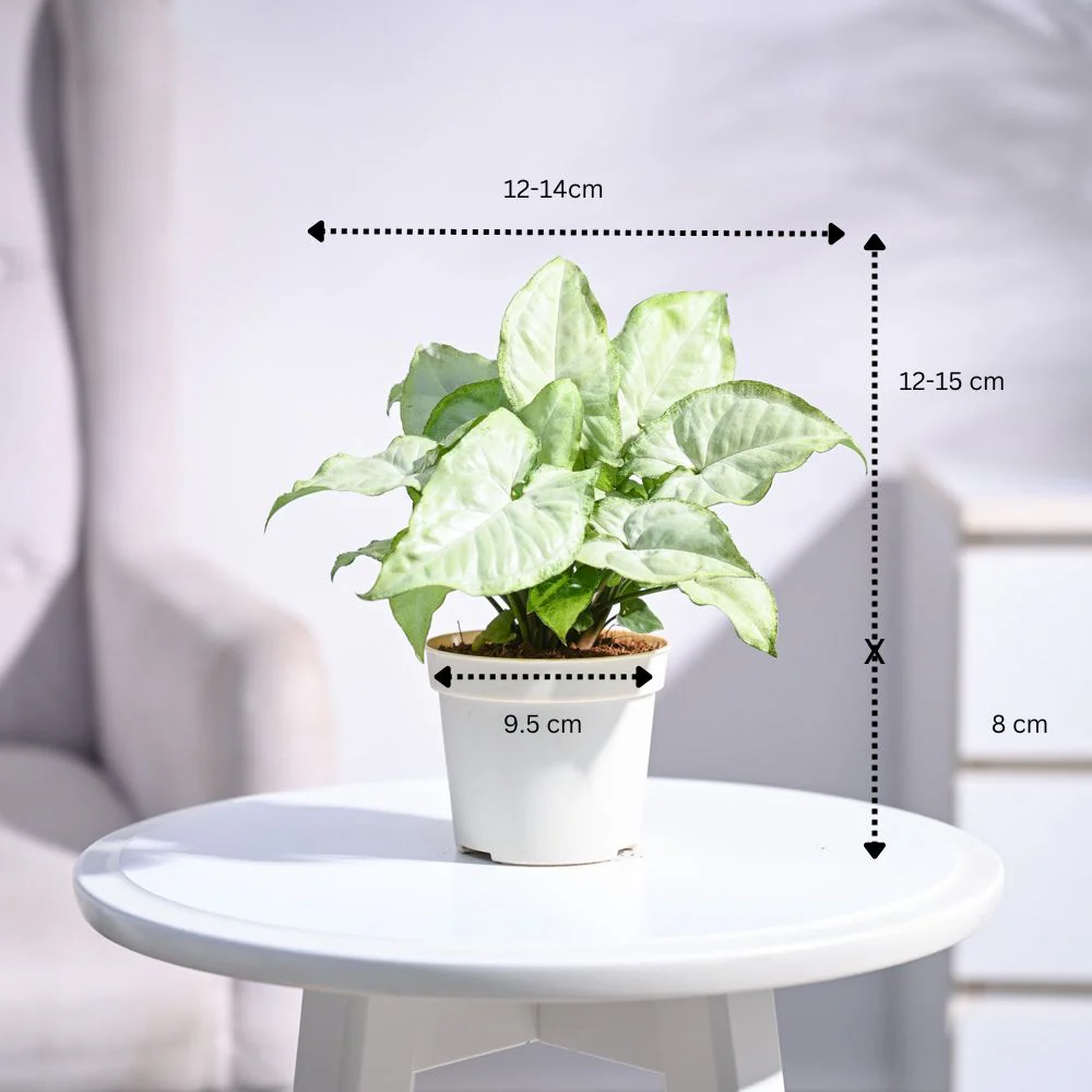 Syngonium White Butterfly Plant - Image 11