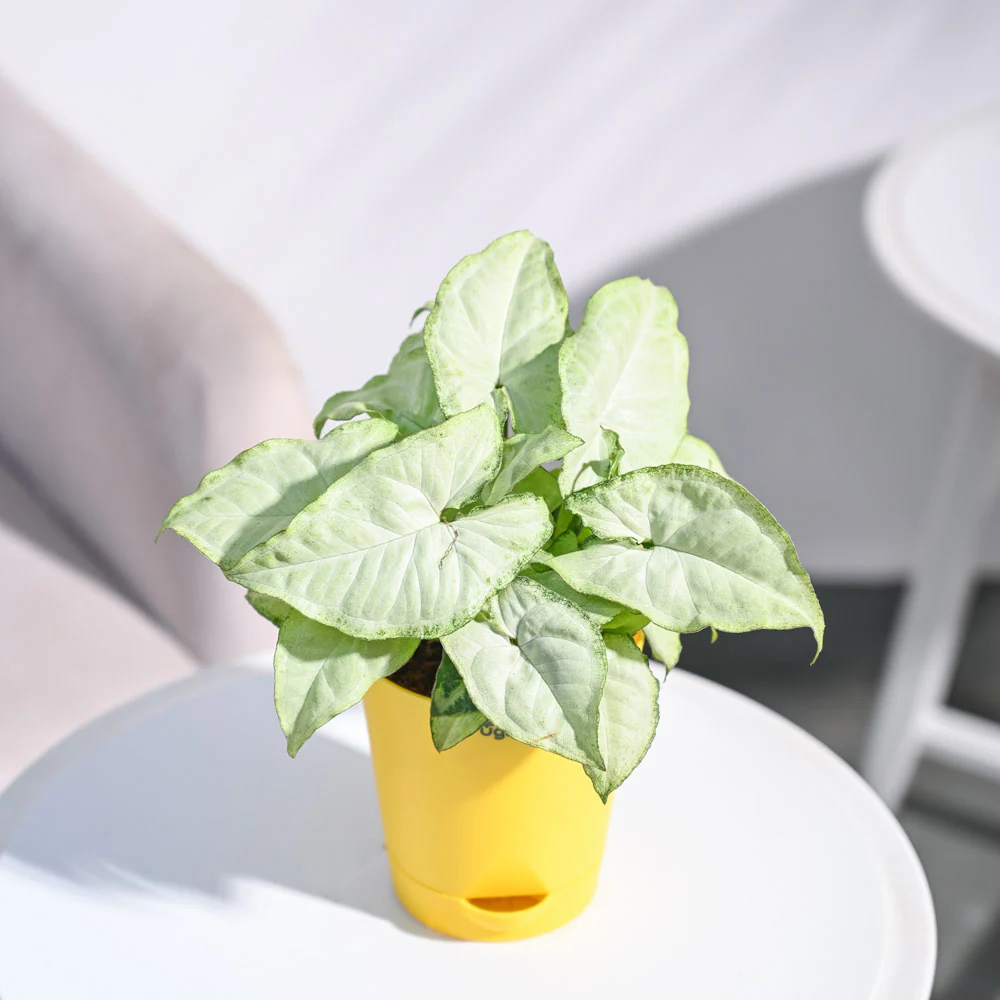 Syngonium White Butterfly Plant - Image 17
