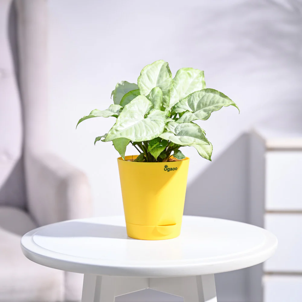 Syngonium White Butterfly Plant - Image 18