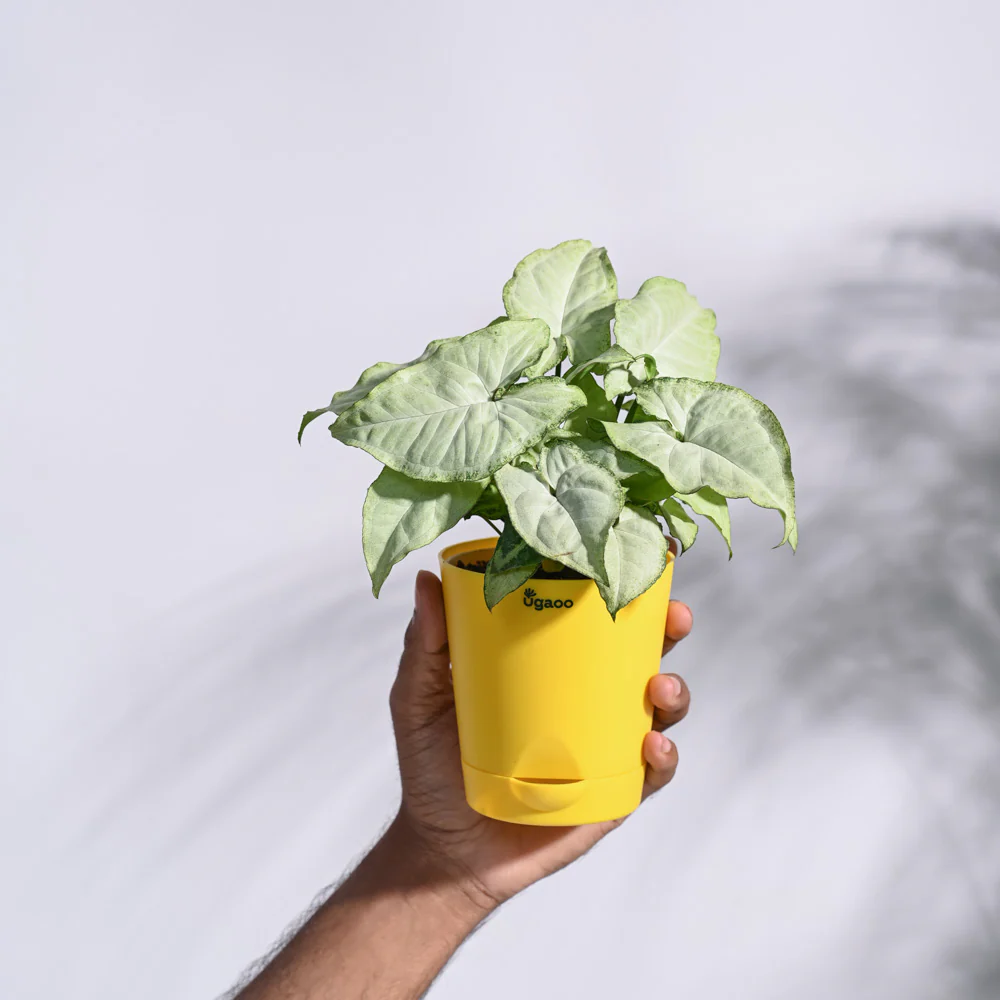 Syngonium White Butterfly Plant - Image 28