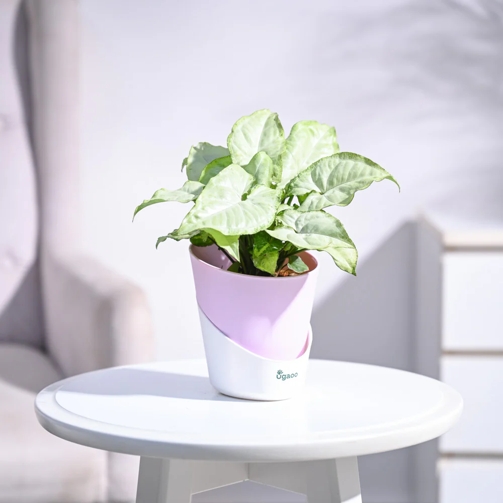 Syngonium White Butterfly Plant - Image 42
