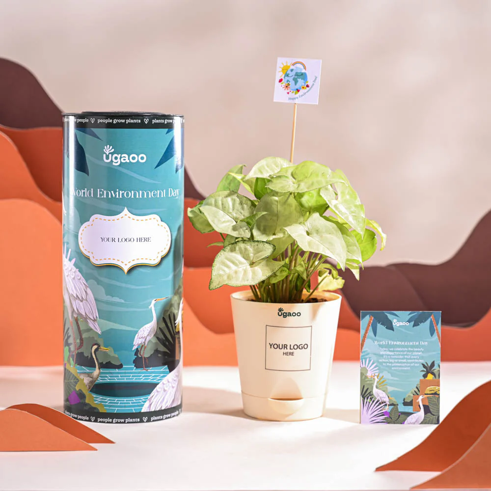 Syngonium White Butterfly Plant- Small For Environment Day Gifting - Image 2