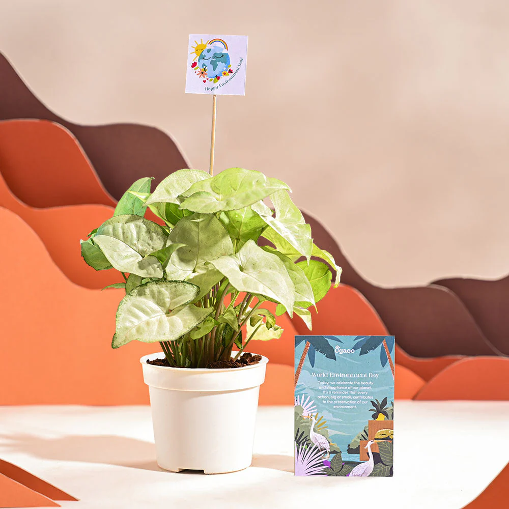 Syngonium White Butterfly Plant- Small For Environment Day Gifting - Image 38