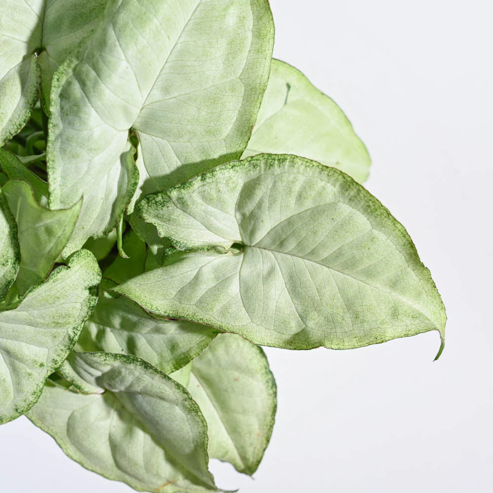Syngonium White Butterfly Plant- Small For Environment Day Gifting - Image 54