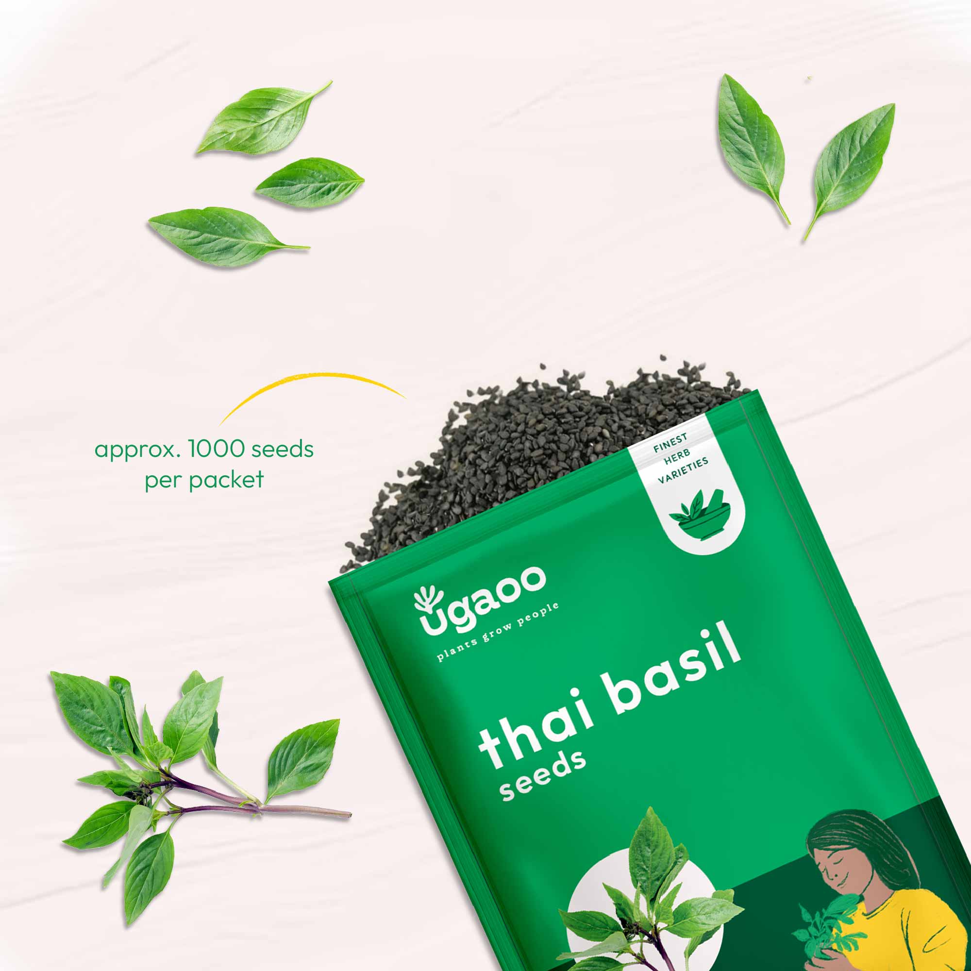 Thai Basil (1000 Seeds) - Image 3