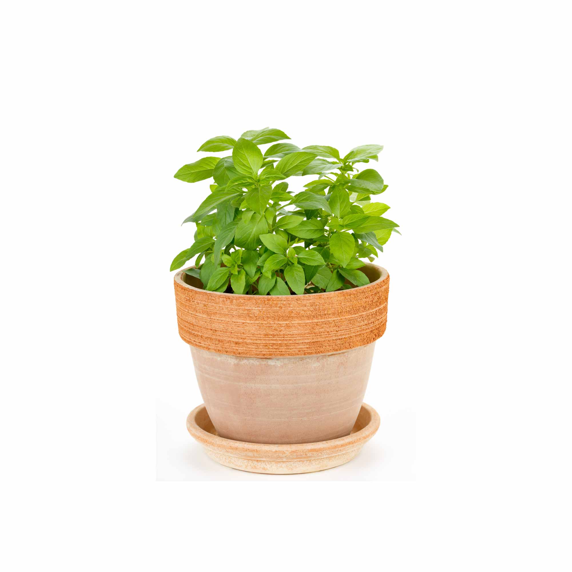 Thai Basil (1000 Seeds) - Image 9