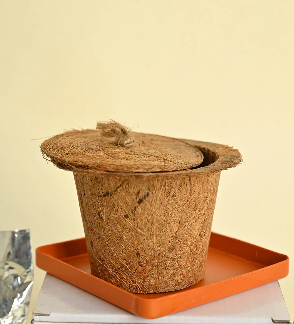 Thai Basil DIY Kit Gifitng Hamper - Image 6