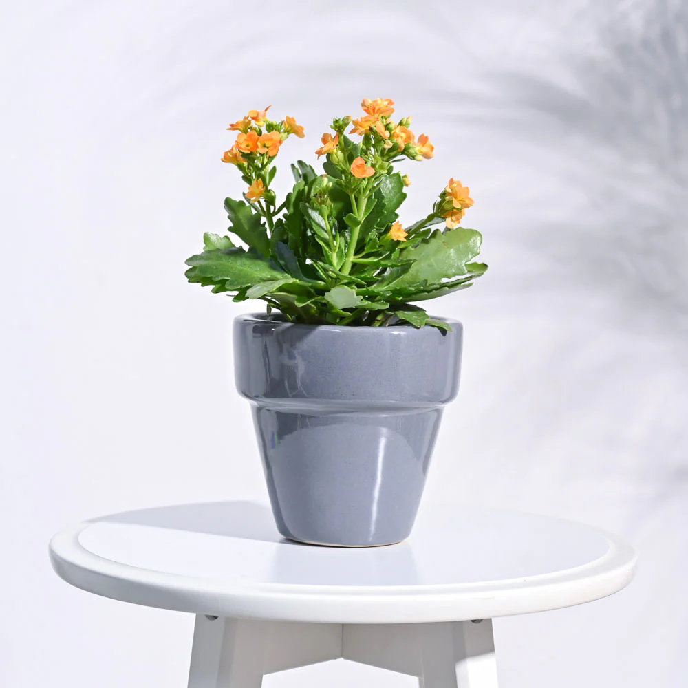 The Dream Ceramic Pot - Image 11