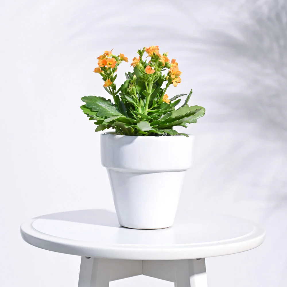 The Dream Ceramic Pot - Image 16