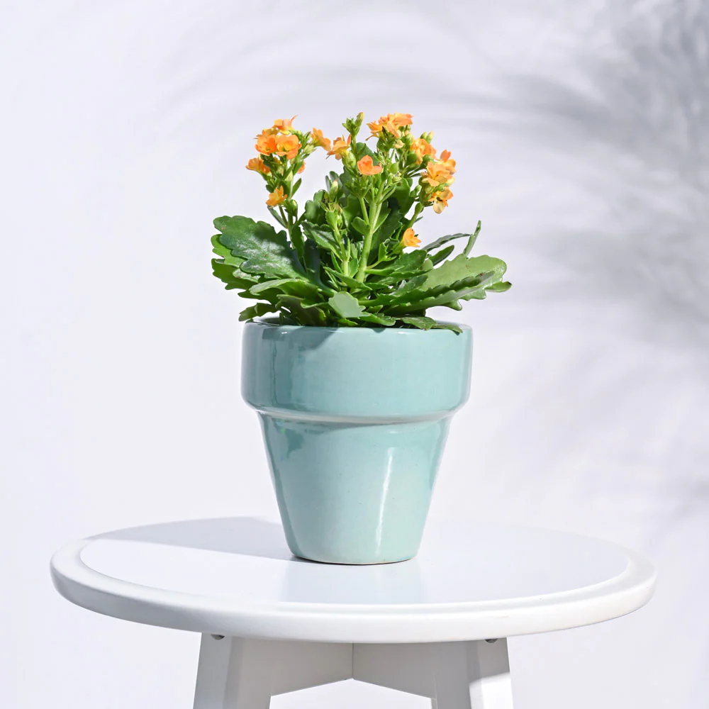 The Dream Ceramic Pot - Image 6