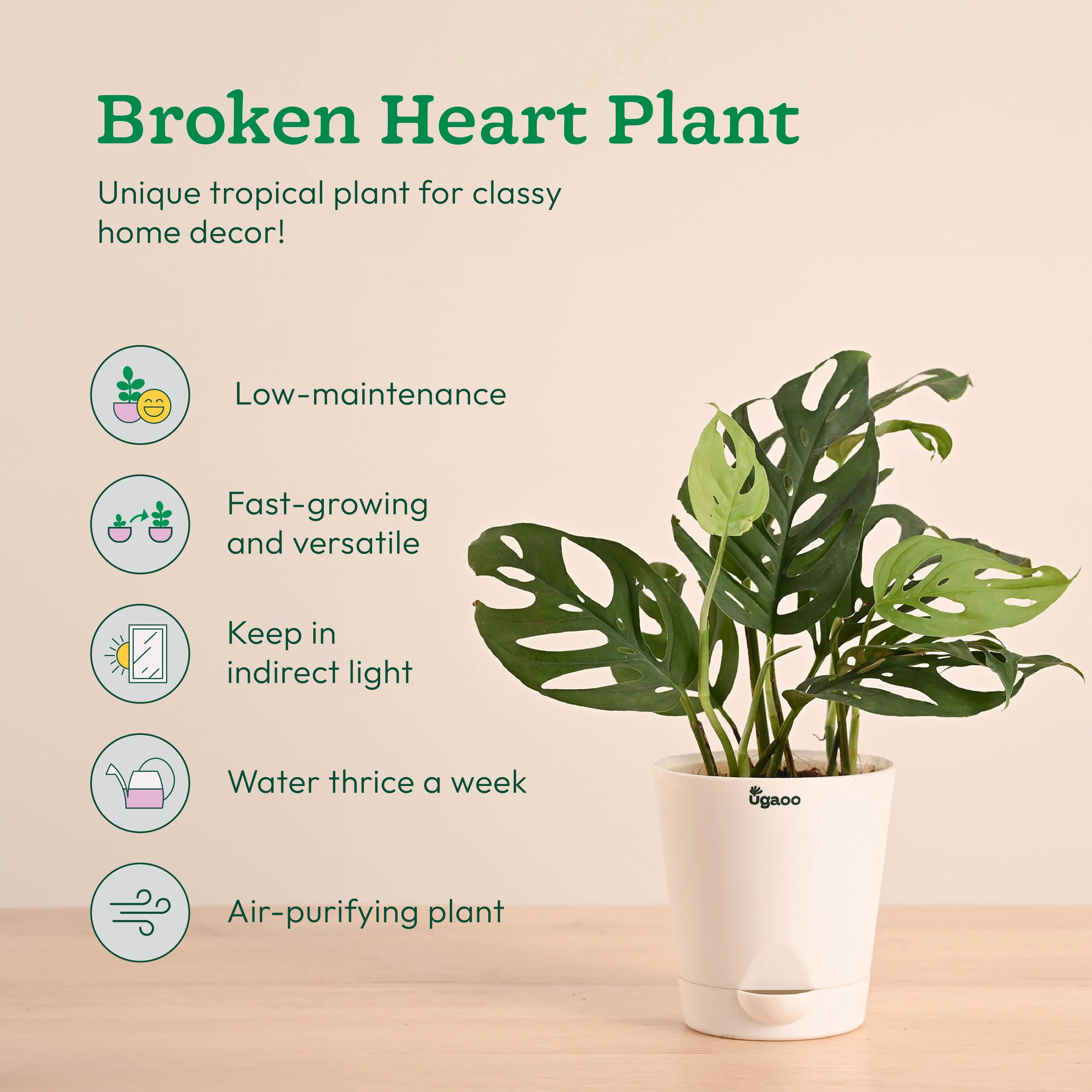 Decorative Indoor Plant Combo - Variegated & Tropical Greens - Image 4