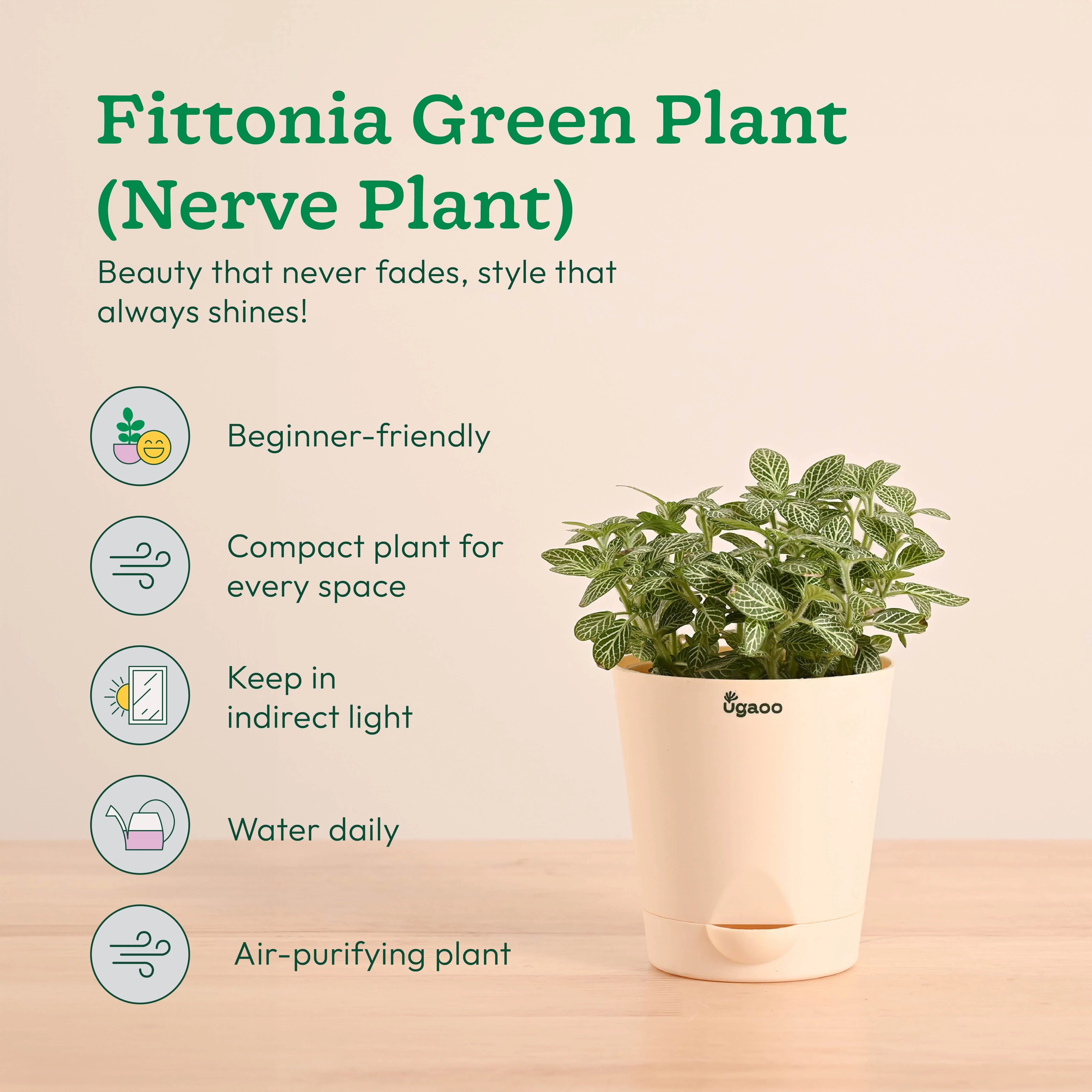 Decorative Indoor Plant Combo - Variegated & Tropical Greens - Image 5