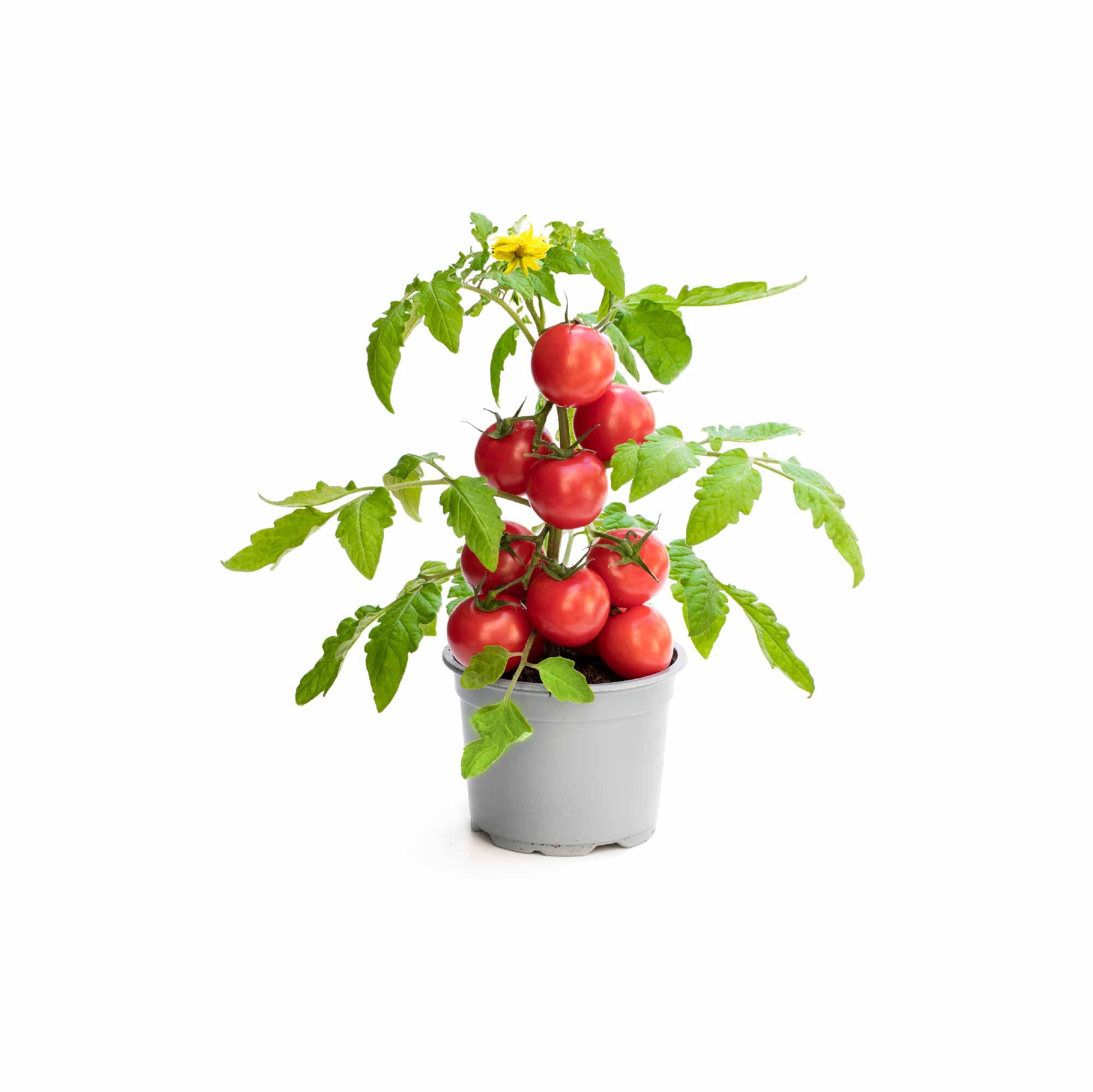 Tomato Seeds - Image 18