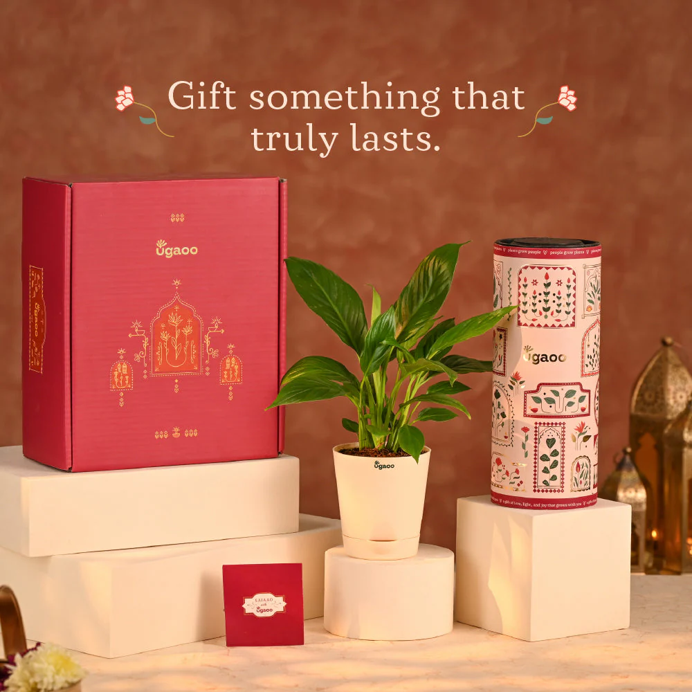 Peace of Mind- Corporate Diwali Hamper - Image 13