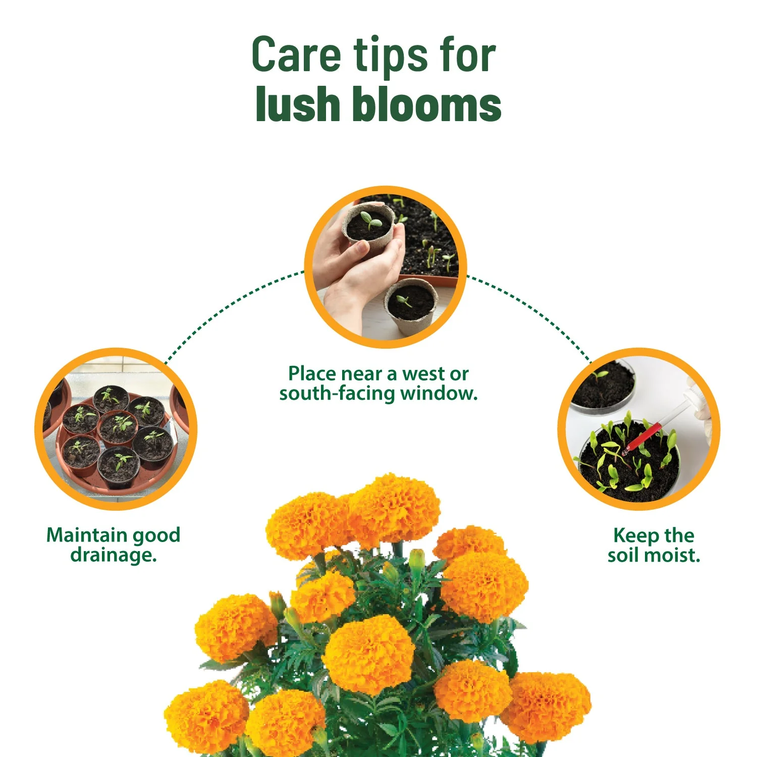 Treasures Marigold Kit - Image 6