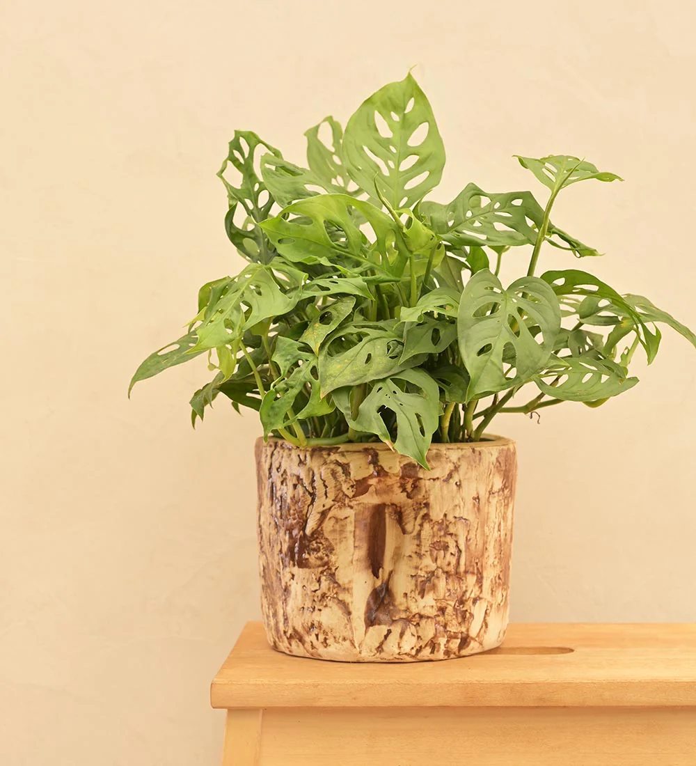 Tree Trunk Ceramic Planter