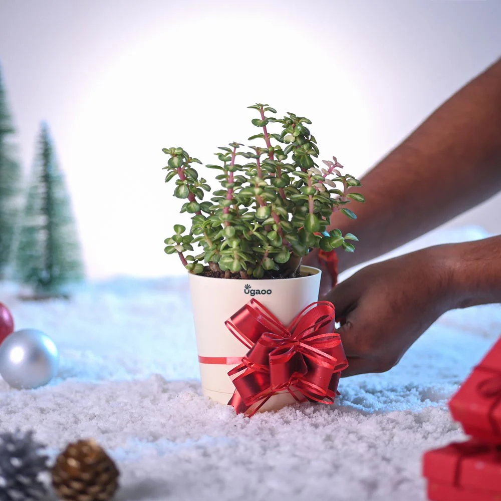 Tri-colour Jade Plant for Christmas - Image 5