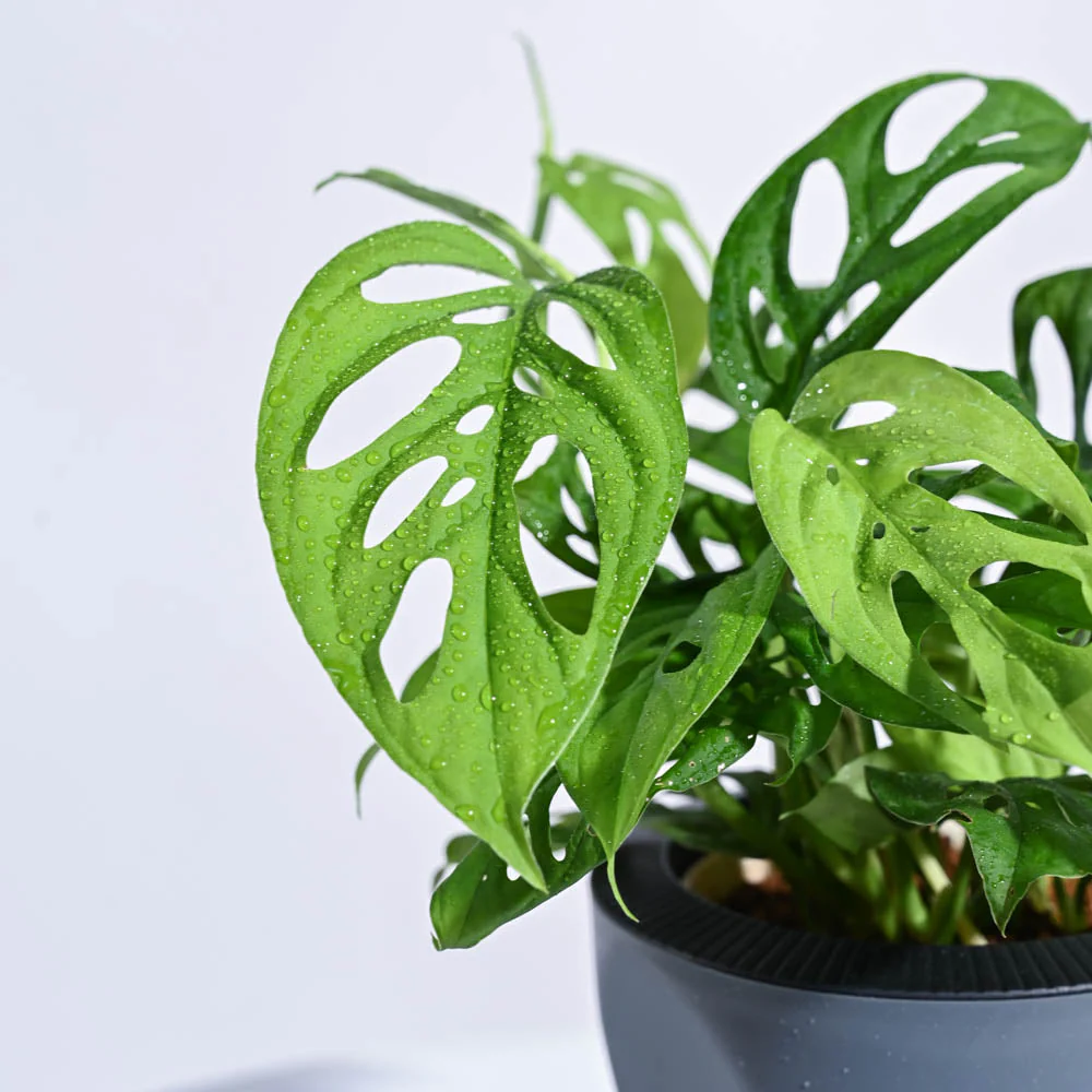 Tropical Wonder Indoor Plant Bundle - Image 6